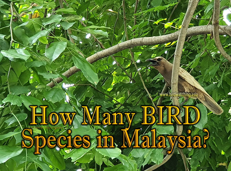 How Many Bird Species Are There In Malaysia Bird Watching Asia