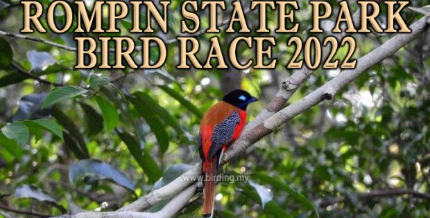 Bird Race Taman Negeri Rompin Pahang