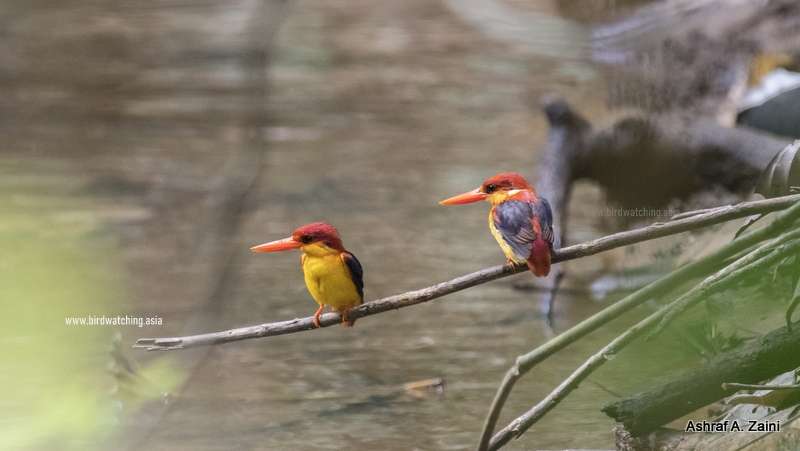 Sabah Rufous-backed Dwarf-Kingfisher