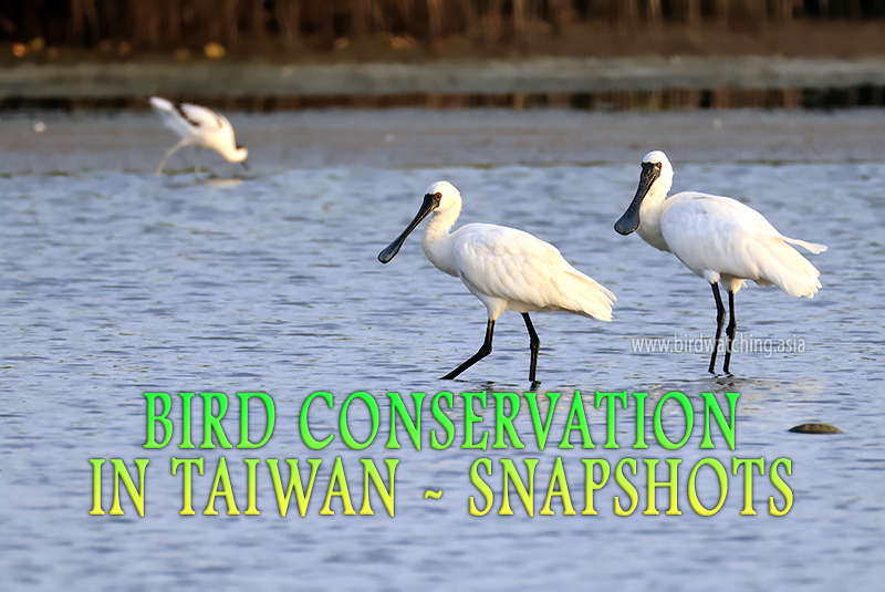 Taiwan Bird Conservation