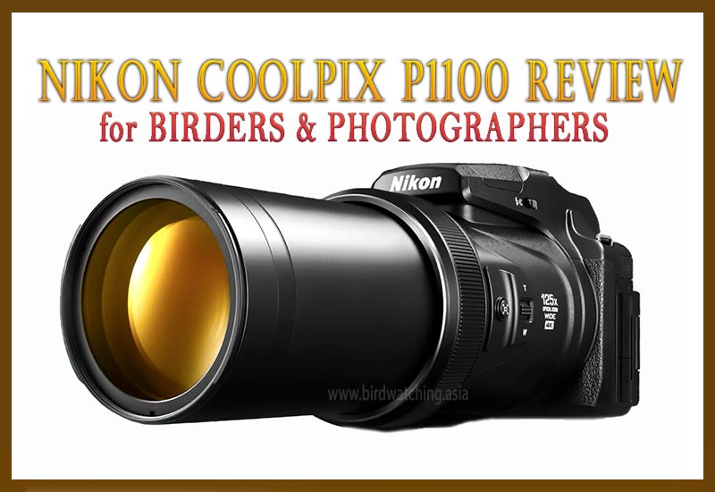 Review Nikon Coolpix P1100 Bird Watching