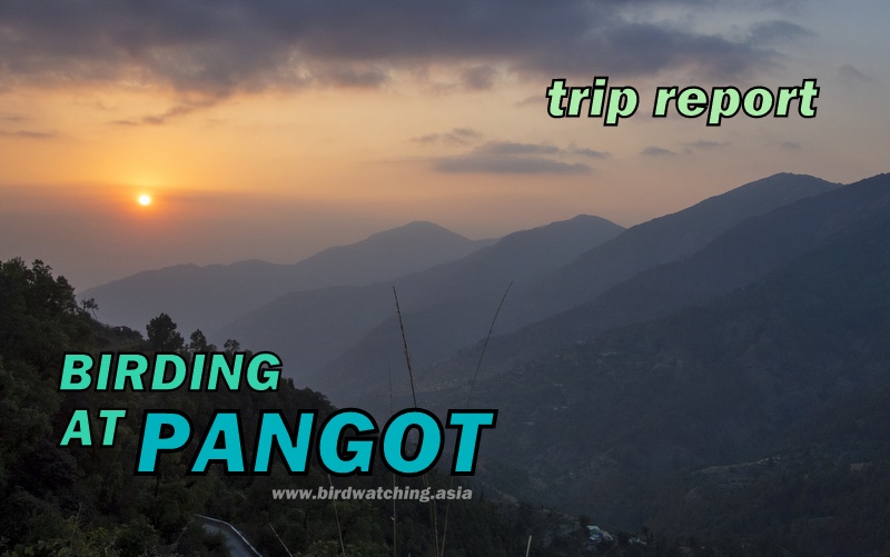 Pangot birding
