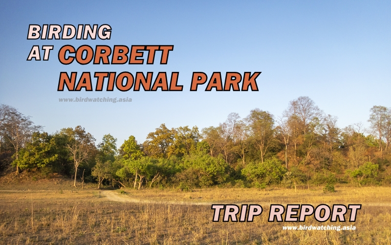 Corbett National Park birding trip report