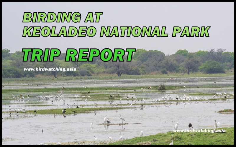 Keoladeo National Park birding
