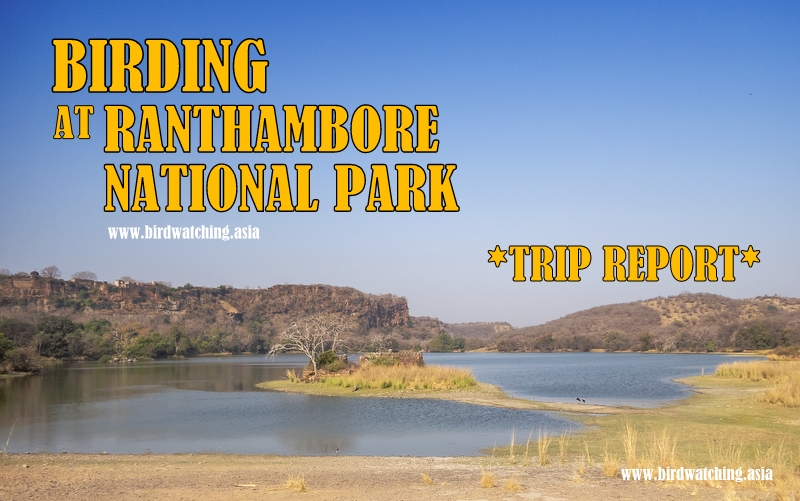 Ranthambore National Park birding