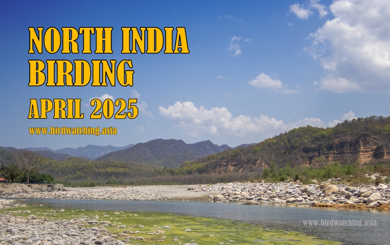 Birding Trip North India April 2025