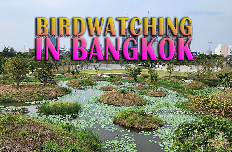 Bangkok Birdwatching