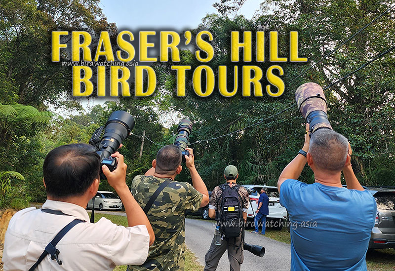 Birding Tour Fraser's Hill