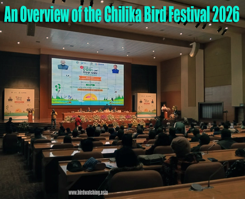chilika bird festival