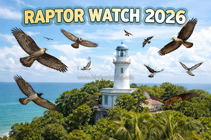 Malaysia Raptor Watch