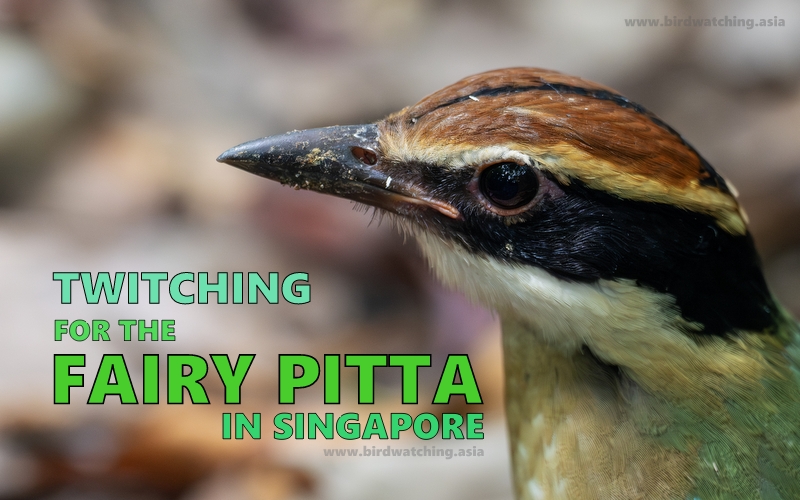 Fairy Pitta singapore twitching