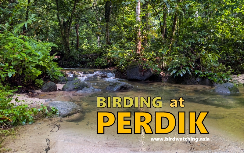 Perdik birding