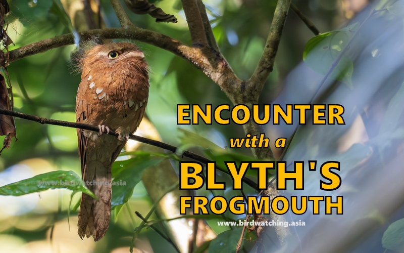 Blyth's Frogmouth encounter