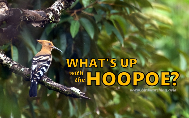 Hoopoe what's up