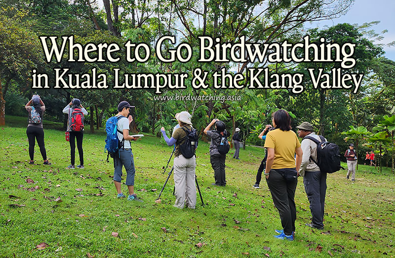 Where to Go Birding in Kuala Lumpur and the Klang Valley